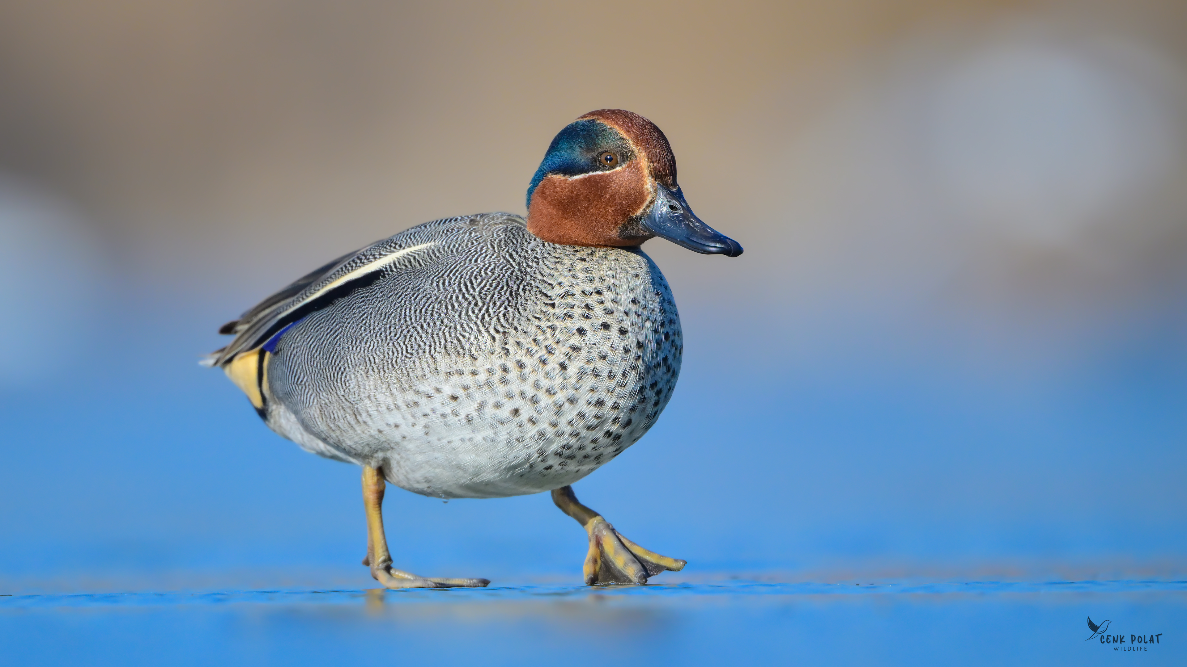 Green-winged Teal